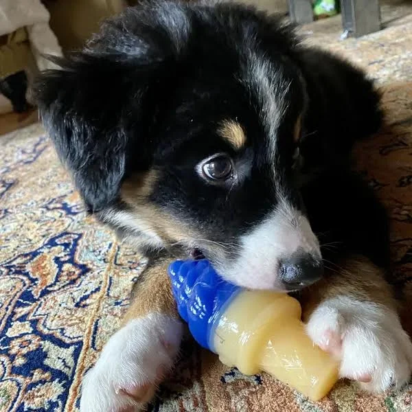 Cool Pup Ice Cream Cone Toy Packs